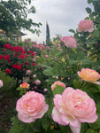 Cottage Rose Sugar Scrub