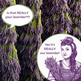 Organic Dried Lavender Bundle | Bouquet | Flowers | Organic