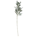Lamb's Ear Spray