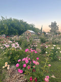 Confident Rose Gardening Workshop May 31st 8:00am-9:30am