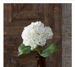 White Hydrangea Stem