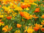 Calendula + Lavender Soothing Salve