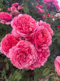 Confident Rose Gardening Workshop May 31st 8:00am-9:30am