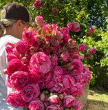 Confident Rose Gardening Workshop May 31st 8:00am-9:30am