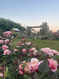 Confident Rose Gardening Workshop May 31st 8:00am-9:30am