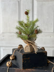 Greenup Pine Tree w/ Cones | 12"