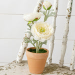 Potted Ranunculus, White